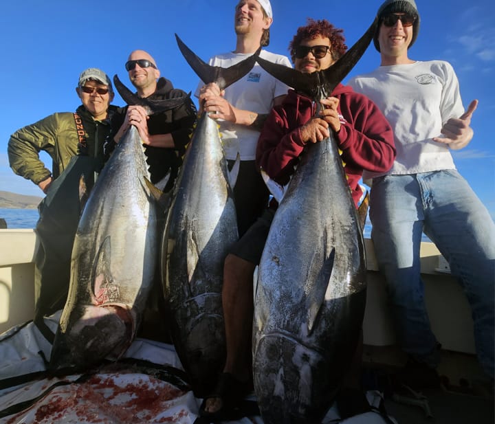 Bluefin Tuna